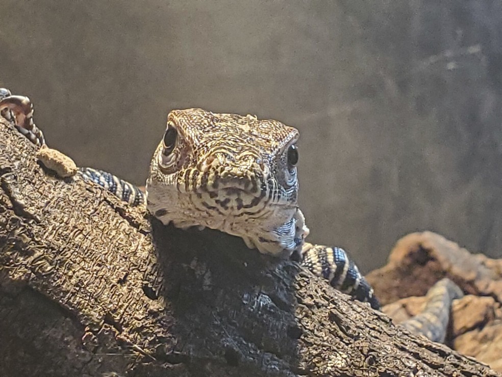 Filhote de dragão de Komodo nascido no zoo de San Antonio, no Texas — Foto: Cortesia/Zoológico de San Antonio
