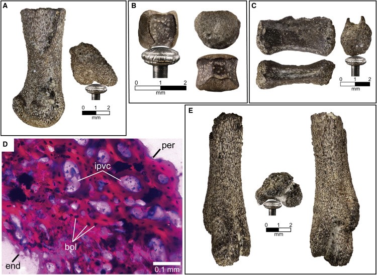 Nova espécie gigante de dinossauro é descoberta no Deserto do Atacama -  Revista Galileu