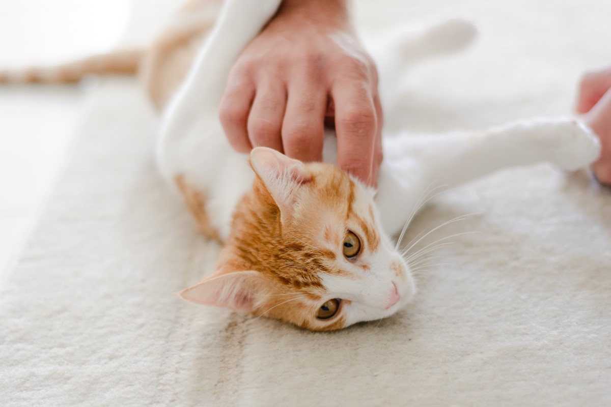 Gestação de gatos: os principais sinais e os cuidados da gravidez - e Jardim Pets