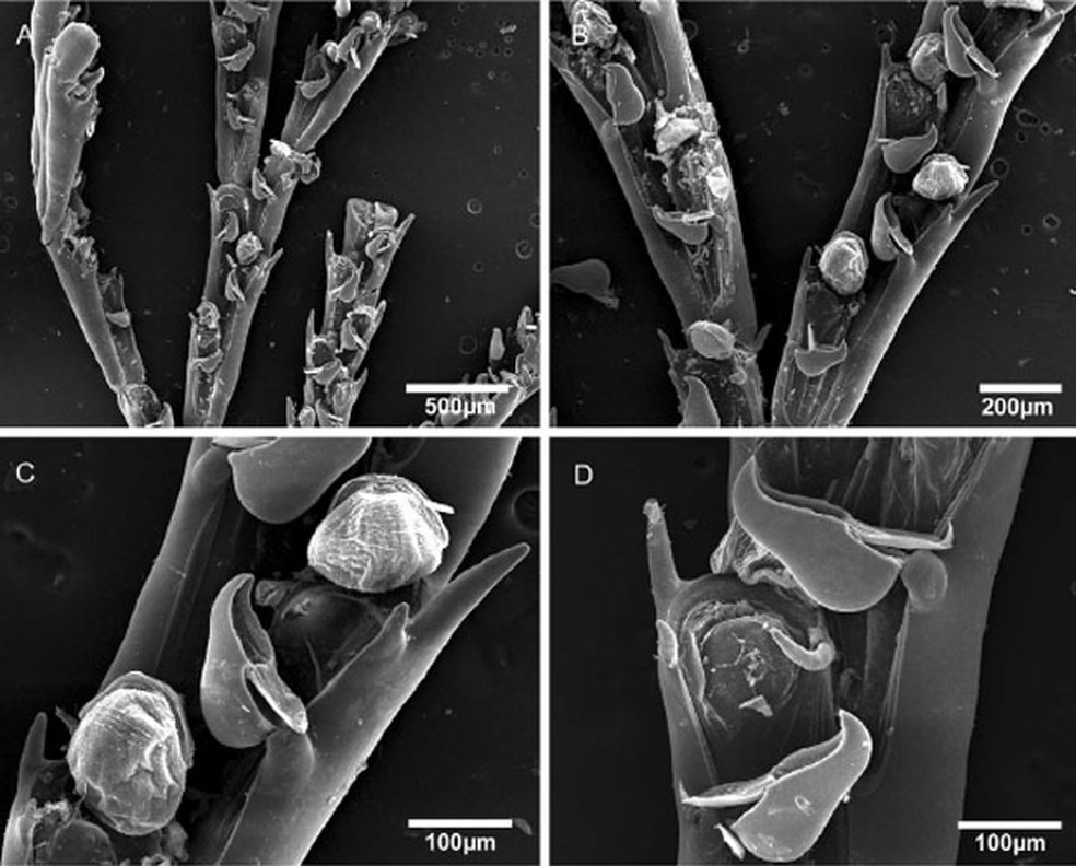 Espécie de briozoário 'Bugula bowiei', identificada por cientistas no litoral brasileiro — Foto: Reprodução/"PLoS One"