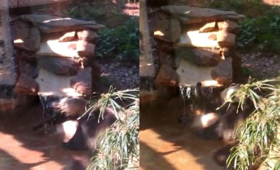 Tamanduá-bandeira é flagrado tomando banho em cascata de Zoo de Bauru — Foto: Reprodução/Samantha Bittencourt/Zoo de Bauru