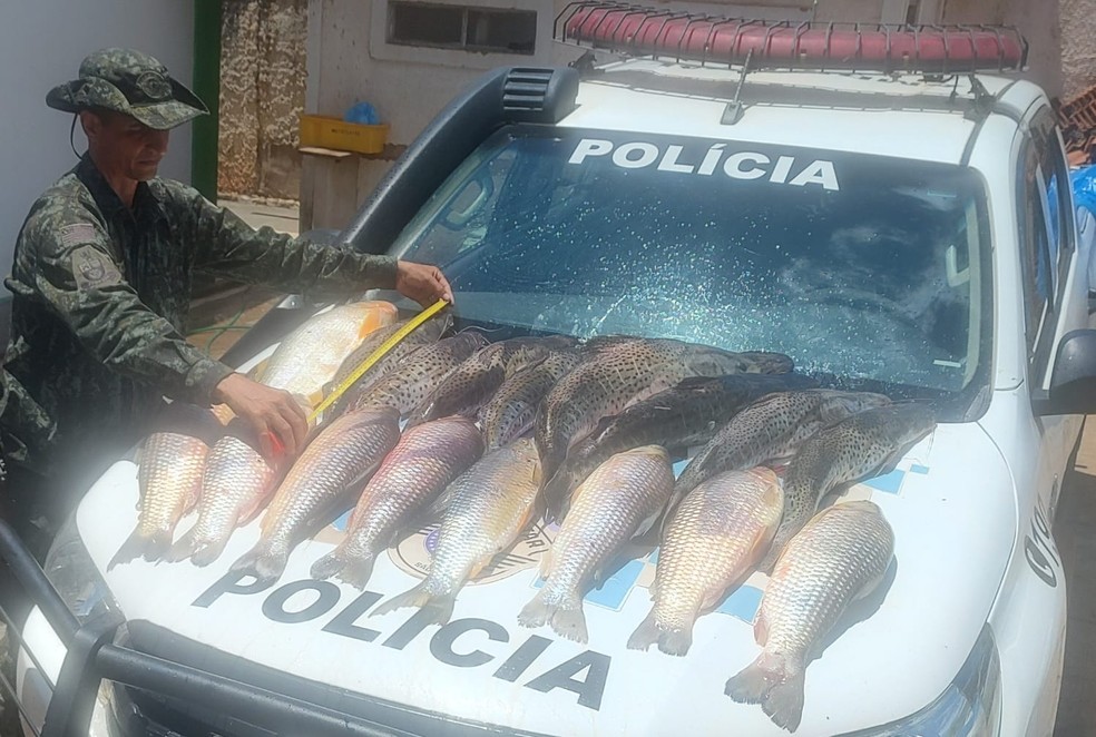 Mais de 70kg de peixes foram apreendidos em Lucélia (SP) neste sábado (14) — Foto: Polícia Militar Ambiental