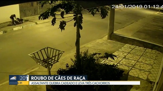 Ladrão invade casa no DF para furtar cães de raça; veja vídeo