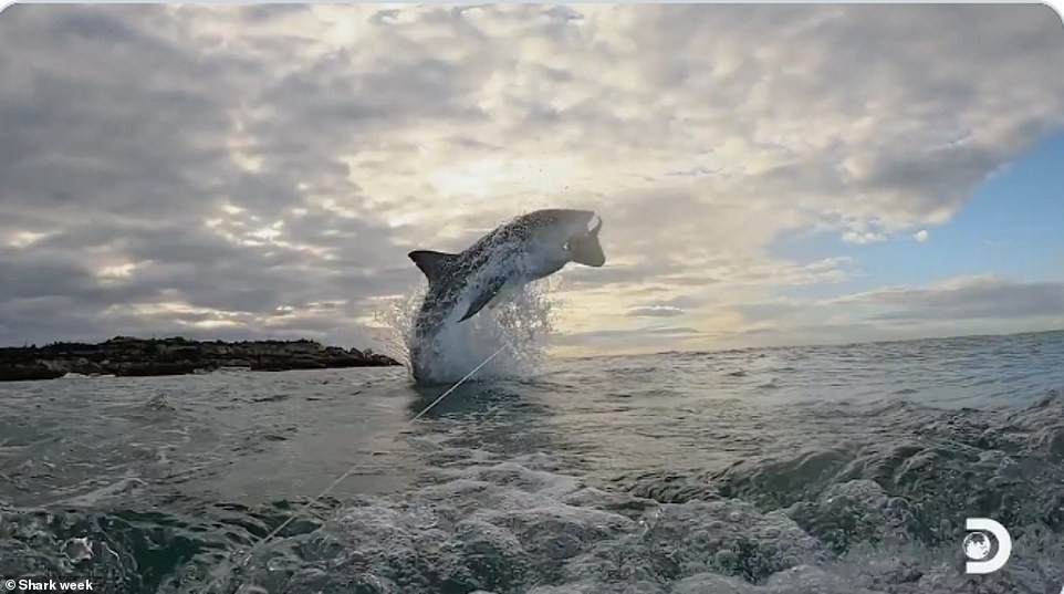 Cinegrafista registra salto incrível de 4,5 m de tubarão branco na África do Sul (Foto: Divulgação)