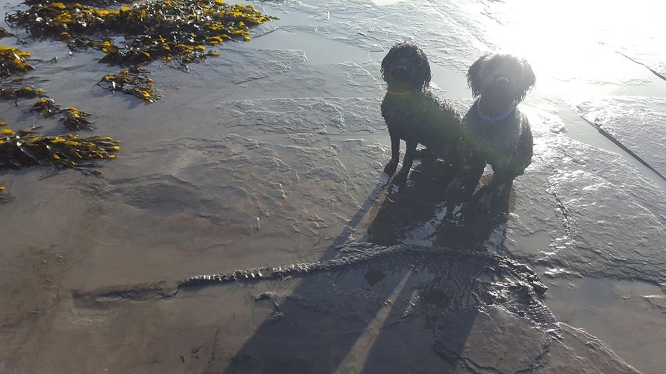 Cachorros do britânco Jon Gopsill encontraram fósseis em praia da Inglaterra (Foto: Reprodução Facebook/Jon Gopsill)