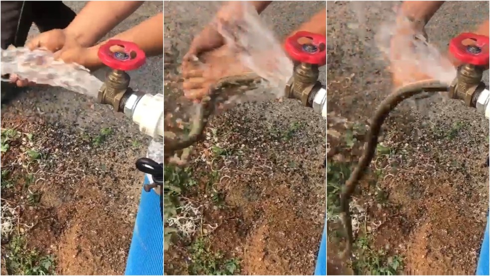 Cobra saiu de torneira enquanto homem estava lavando a mão em Tauá. — Foto: Reprodução