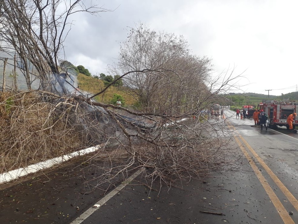 Árvore caiu na rodovia e bloqueou parte da via — Foto: Arquivo Pessoal/2º sargento Alex