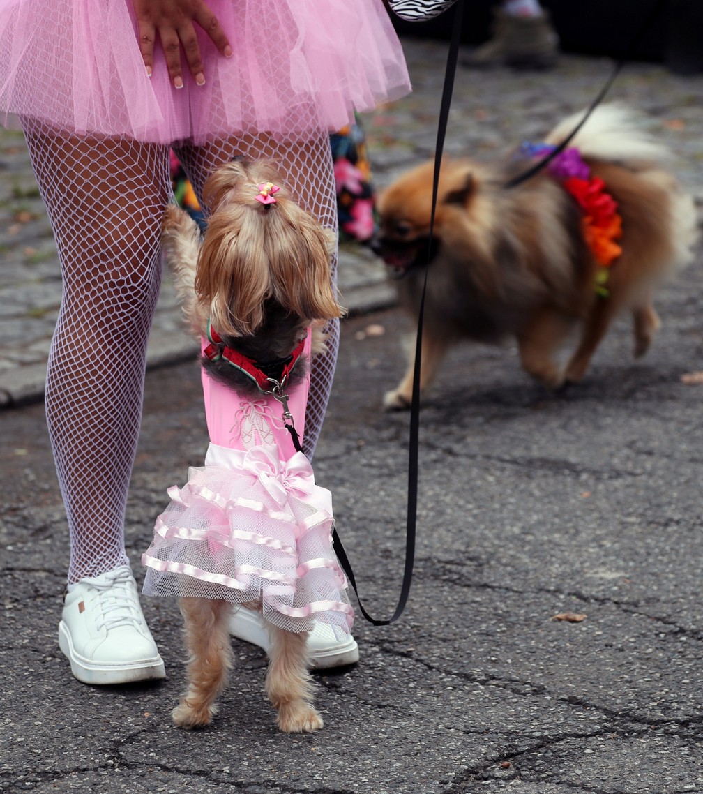 Blocão reúne cachorros no Rio de Janeiro neste sábado — Foto: Sergio Moraes/Reuters