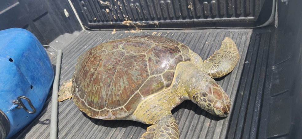 Tartaruga-verde encalhou viva na tarde deste domingo (14), na praia de Ponta Negra, em Natal — Foto: Redes sociais