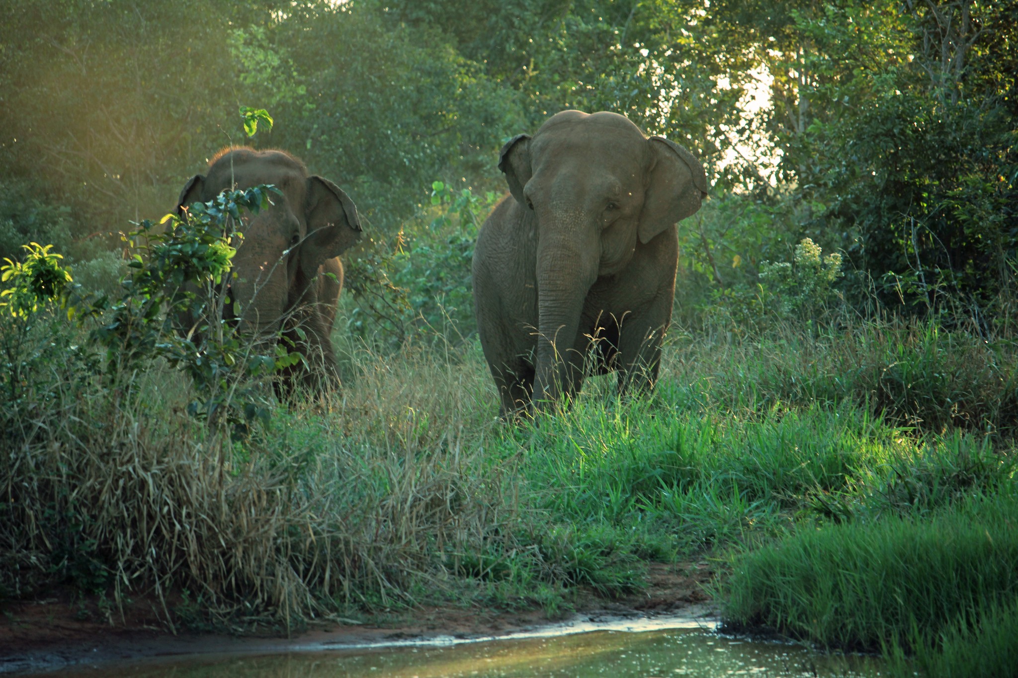 Rana (esquerda) e Mara (direita) gostam de passear juntas pelo santuário (Foto: Global Sanctuary for Elephants/Associação Santuário de Elefantes Brasil)
