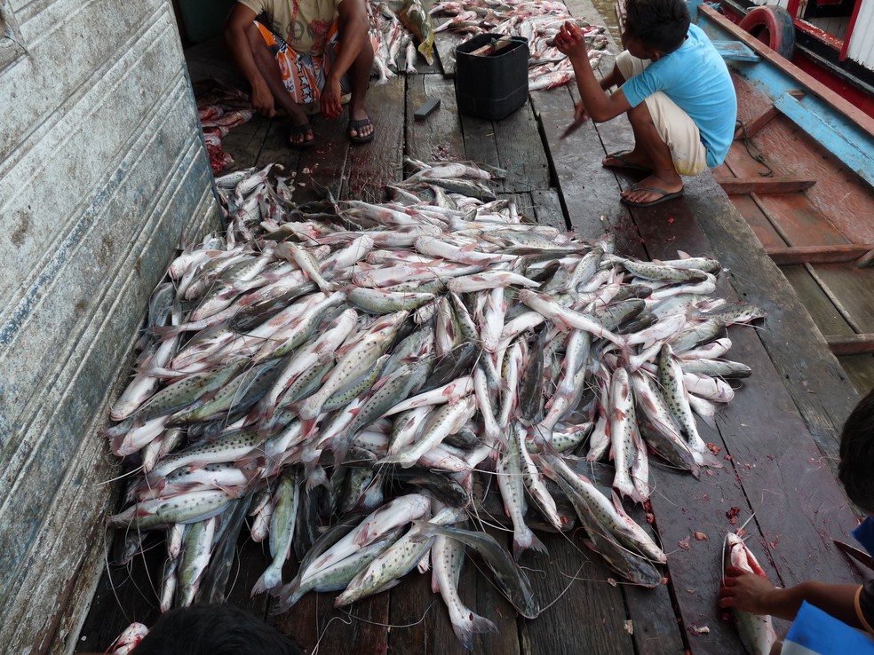 Nova moratória da piracatinga proíbe pesca do peixe até 2021 no Amazonas. — Foto: Divulgação/Ampa