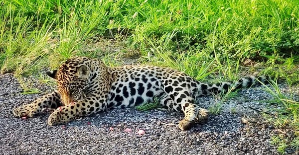 Rodovia da Morte': seis animais morrem atropelados por dia na BR-262 que  cruza o Pantanal de MS | Mato Grosso do Sul | G1