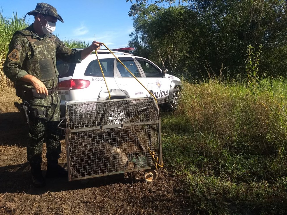 Soltura do tamanduá-bandeira foi realizada na mata ciliar do Córrego Itambi, em Panorama — Foto: Polícia Ambiental