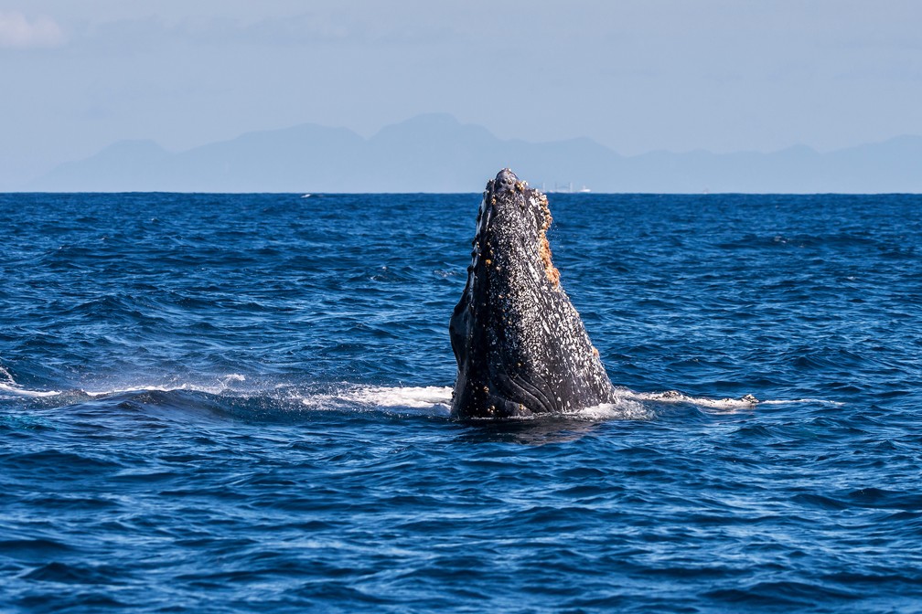 Baleia jubarte no litoral capixaba (Foto: Leonardo Merçon/Últimos Refúgios)