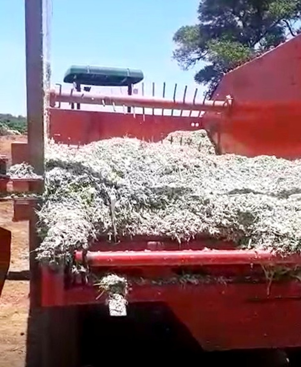 Trabalhador rural morre após ficar preso em triturador de milho em fazenda de Arealva — Foto: Polícia Civil/Divulgação