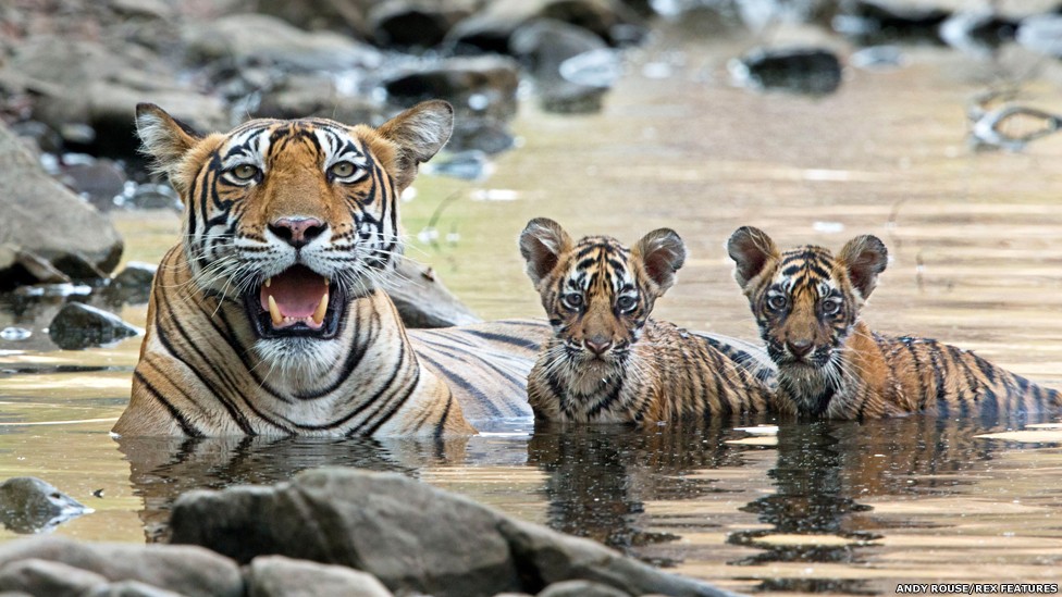 Ao contrário de outros felinos, tigres são bons nadadores e costumam se refrescar em lagos e riachos durante o calor do dia (Foto: Andy Rouse/Rex Features/BBC)
