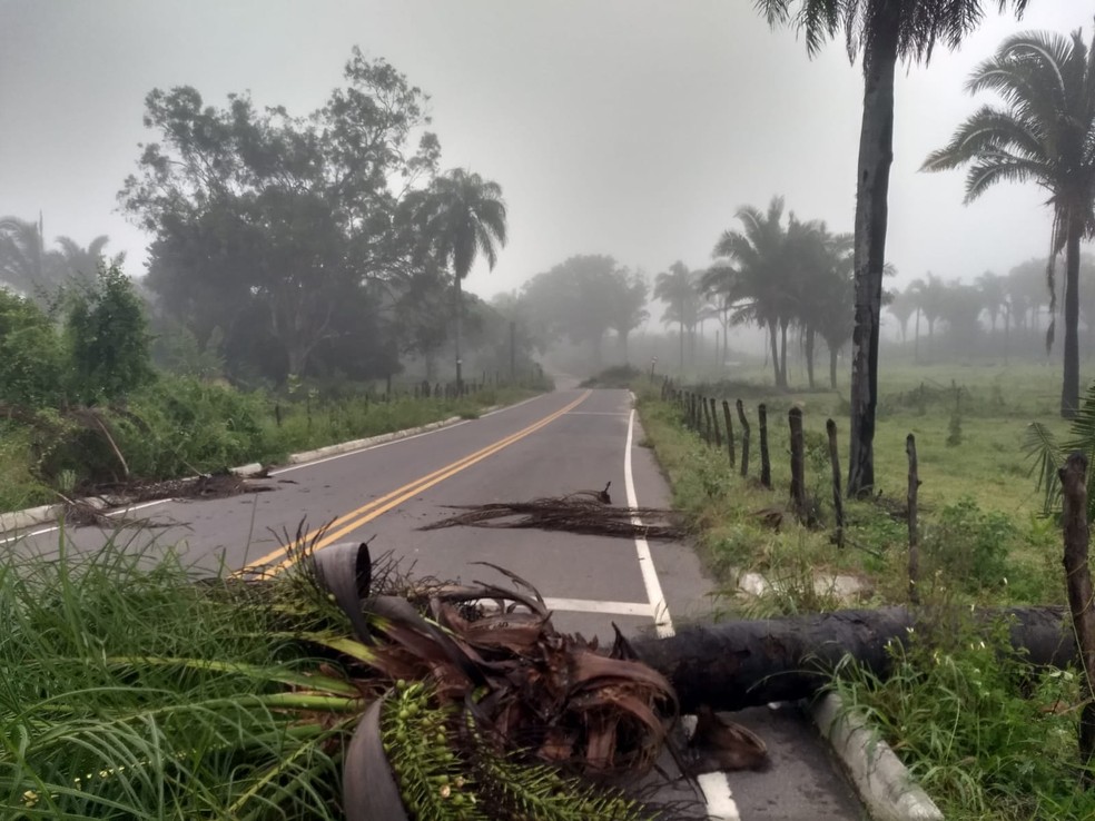 Árvores caídas na estrada que liga o distrito de Ponta da Serra ao Sítio Malhada, no Crato. — Foto: Arquivo pessoal