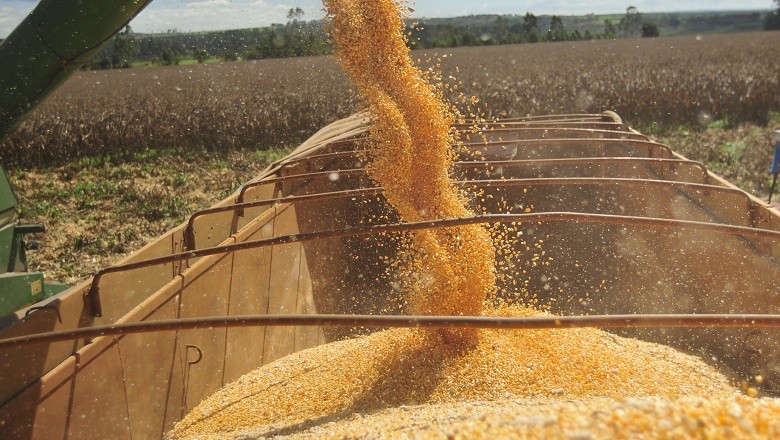 agricultura-colheita-milho (Foto: Ernesto de Souza/Ed. Globo)