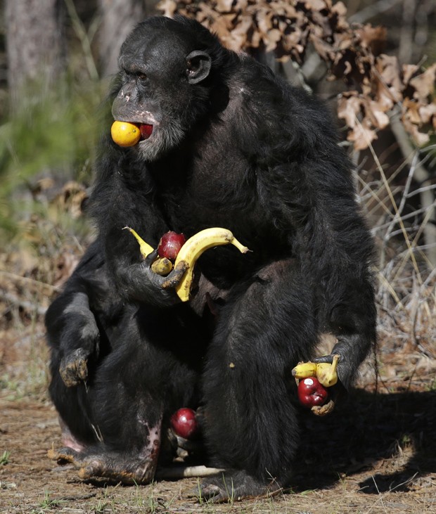 Uma foto de um macaco chimpanzé com boca e nariz