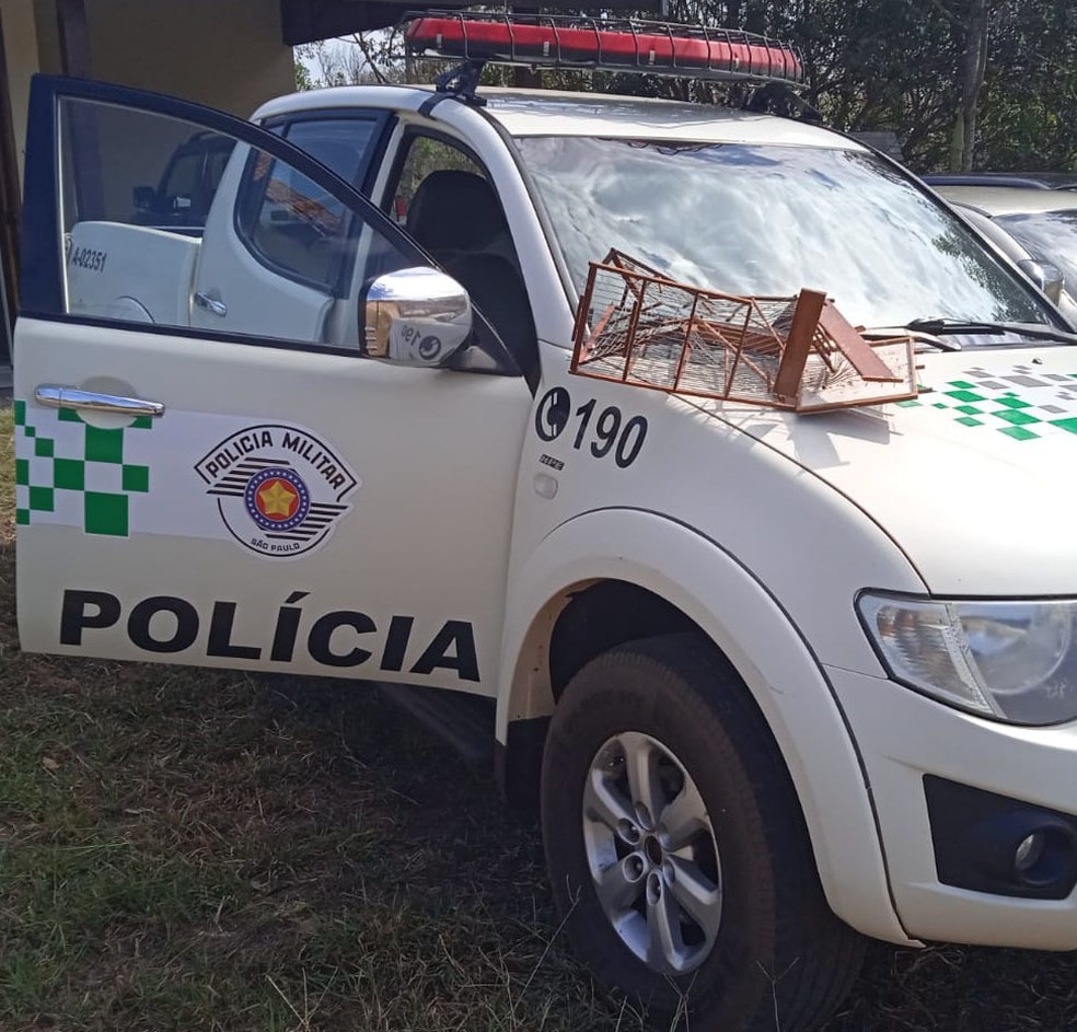 Bigodinho foi resgatado em Piquerobi e solto no Parque Estadual do Rio do Peixe — Foto: Polícia Militar Ambiental