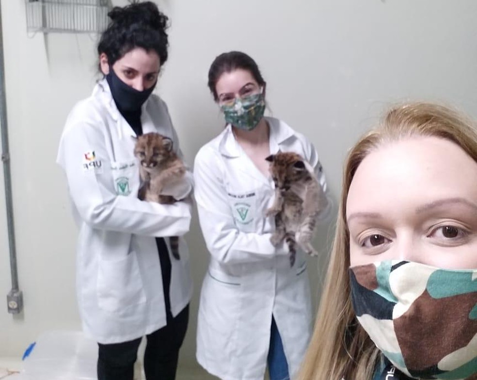 Pumas estão sob os cuidados do Grupo de Estudos de Animais Silvestres e Hospital Veterinário da UPF — Foto: UPF/Divulgação