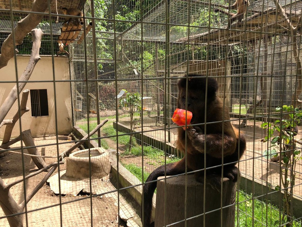 Primata recebe picolÃ© no ZoolÃ³gico Dois IrmÃ£os, no Recife â Foto: Marina Meireles/G1