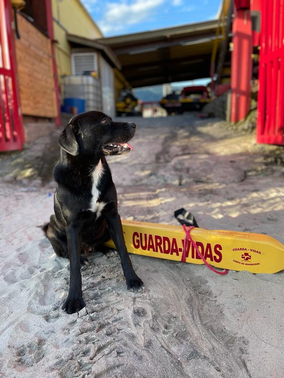 Cachorro ajuda salva-vidas em resgate na praia de Maresias, em São Sebastião — Foto: Arquivo pessoal