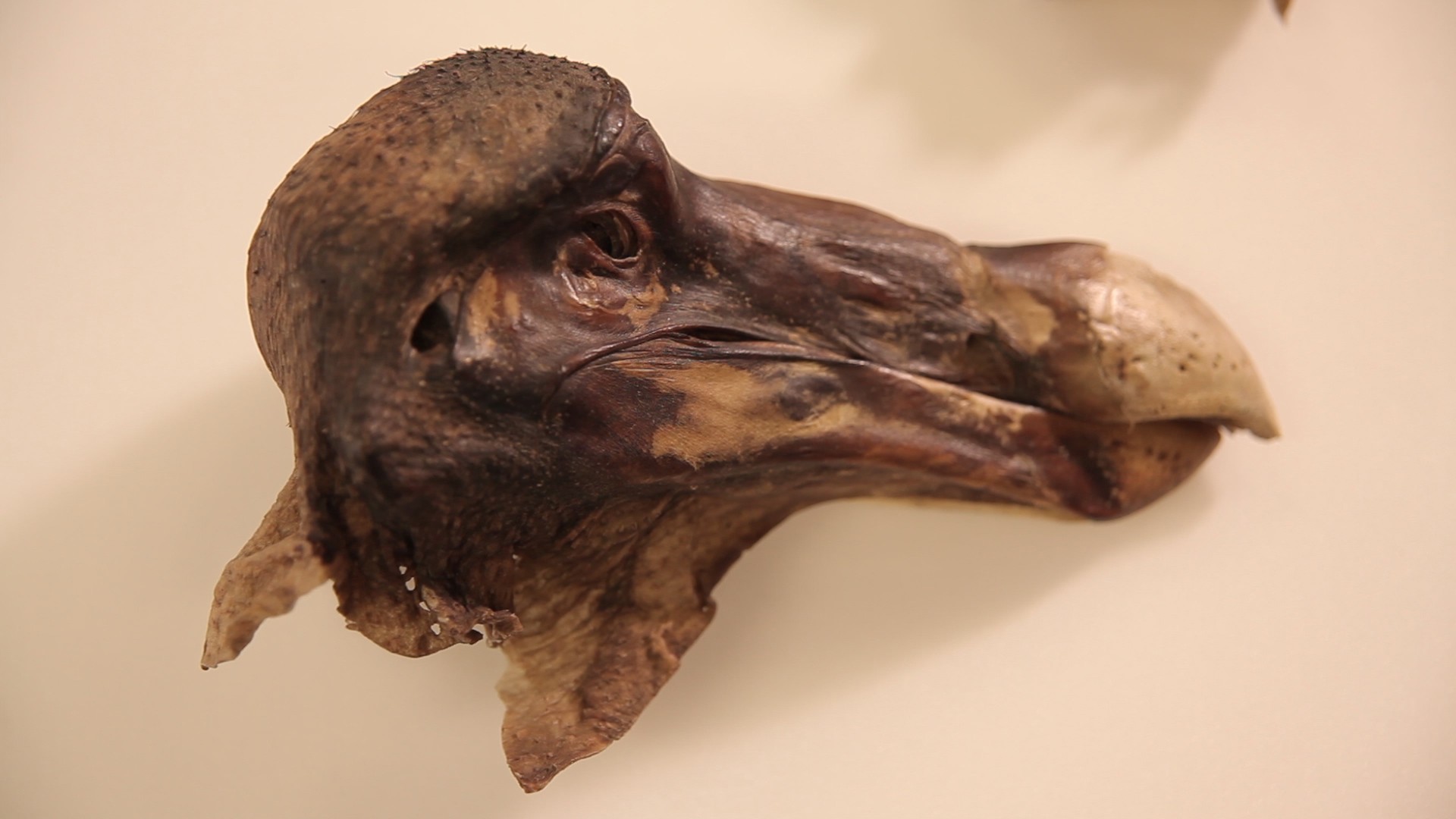 Restos do dodô de Oxford, um dos últimos animais da espécie (Foto: WMG/University of Warwick)