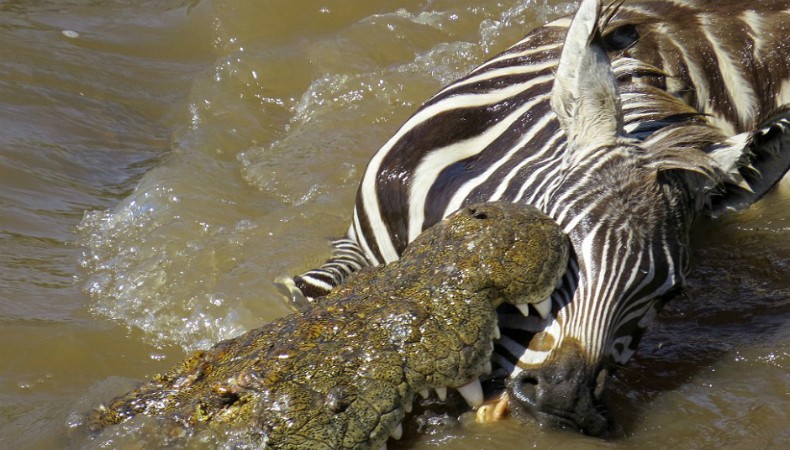 Zebra é atacada por crocodilo (Foto: Michael Olsen)