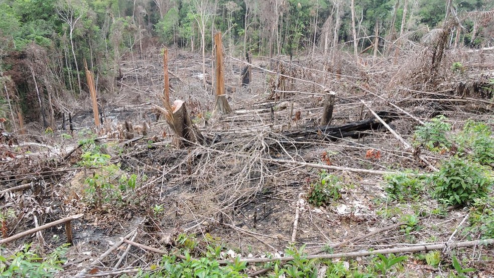 Parte da floresta desmatada em reserva ambiental criada pela freira e missionária Dorothy Stang no sudeste do Pará (Foto: BBC)