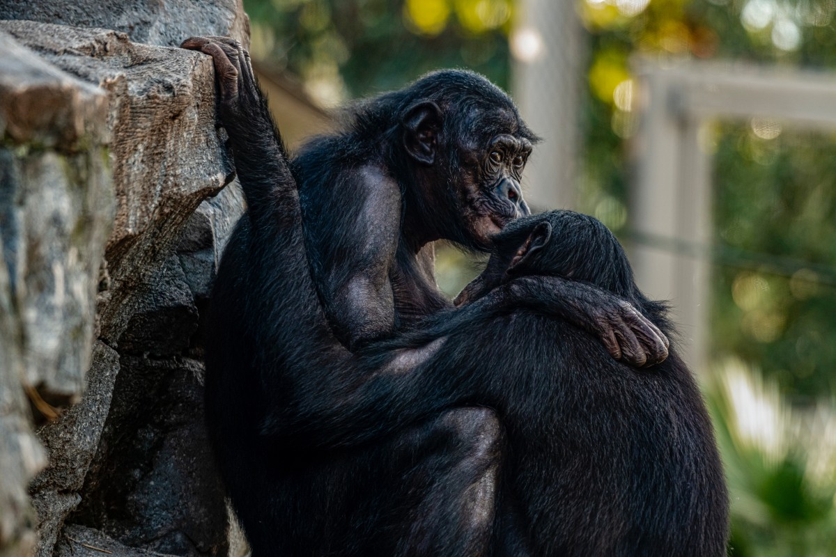 A varíola dos macacos é uma zoonose silvestre e não afeta tanto os humanos como a varíola comum  (Foto: Pexels/ Terry Kelly/ CreativeCommons)