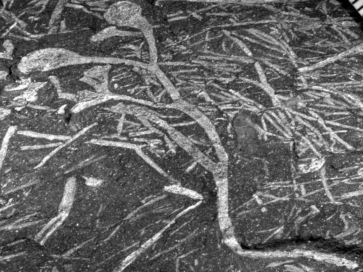 Fóssil de planta descoberto na África do Sul data do Devoniano Inferior (Foto: Univeristé de Liège)