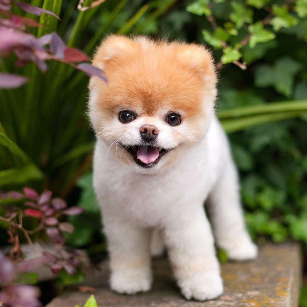 Boo, conhecido como o cachorro mais fofo do mundo, morreu no dia 18 de janeiro de 2019 — Foto: Facebook/Divulgação