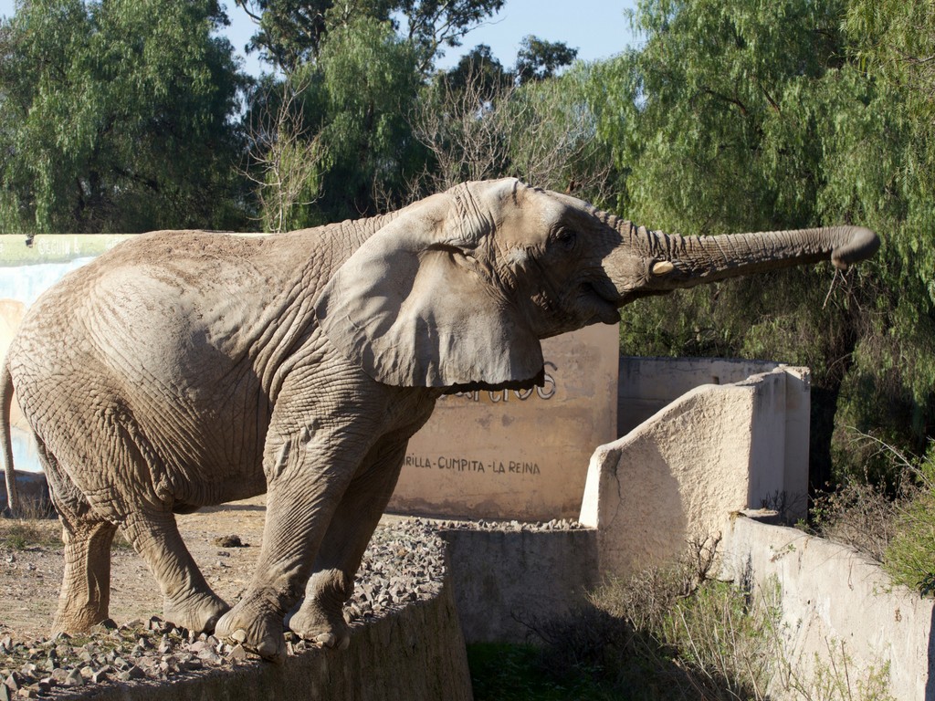 Campanha arrecada fundos para trazer Tamy, um elefante-asiático que vive no Ecoparque de Mendoza, Agertina, ao Santuário de Elefantes Brasil (Foto: Global Sanctuary for Elephants/Associação Santuário de Elefantes Brasil)