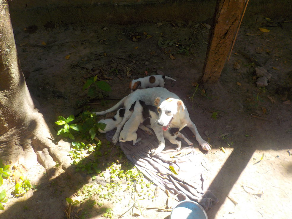 Cachorra amamentando os filhotes em MS (Foto: PMA/Divulgação)