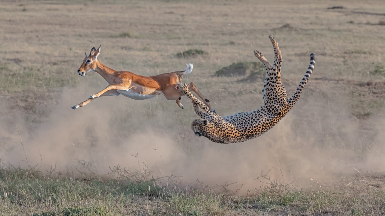 Caça à guepardo em Maasai Mara, de Yi Liu (Foto: Reprodução)