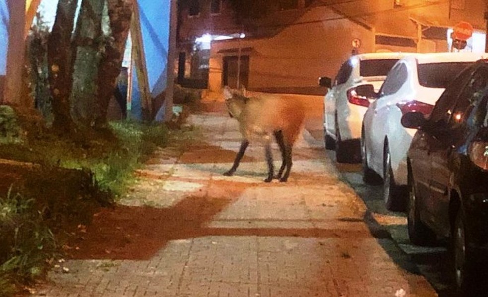 Lobo Guara E Flagrado Passeando Pelas Ruas De Volta Redonda Sul Do Rio E Costa Verde G1