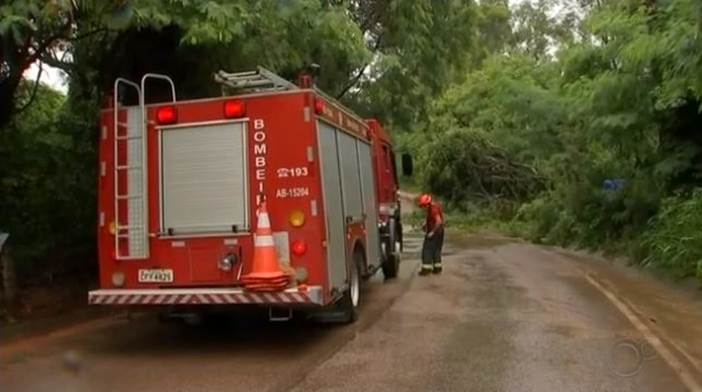 Árvores foram derrubadas pela chuva em Laranjal Paulista (SP) — Foto: Reprodução/TV TEM