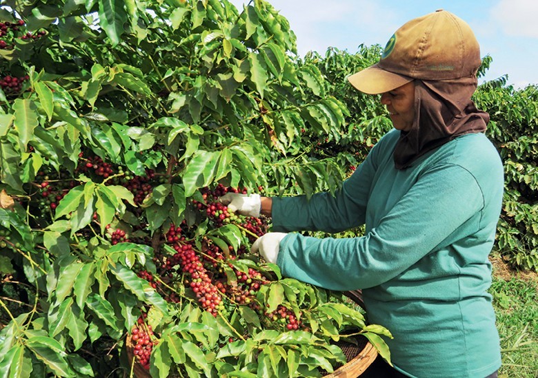 Agropecuária abre mais de 85 mil postos de trabalho de janeiro a julho, diz CNA thumbnail