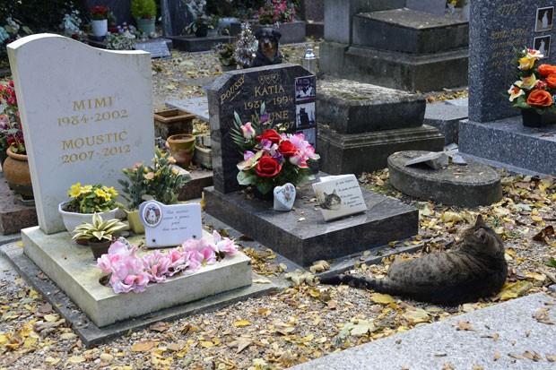 Gato foi flagrado descansando ao lado do túmulo de um felino em Asnieres-sur-Sein (Foto: Bertrand Guay/AFP)
