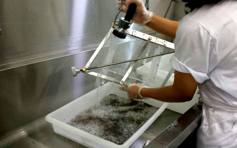 Processo separa mosquitos Aedes machos de fêmeas em fábrica de Piracicaba (Foto: Claudia Assencio/G1)
