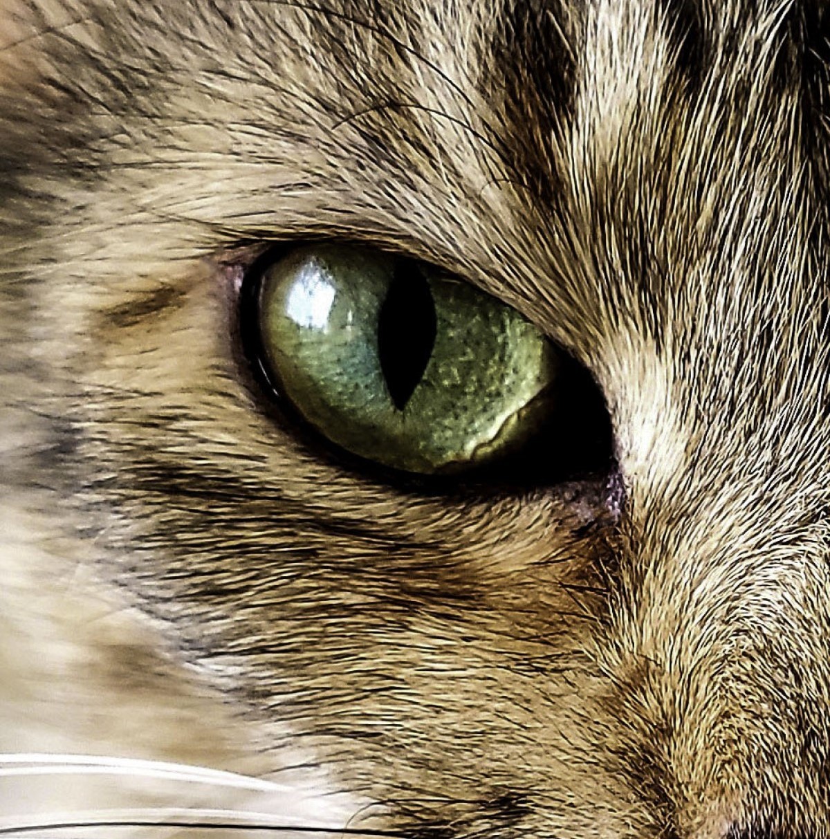Os gatos têm uma visão noturna avançada, conseguindo identificar movimentos rápidos mesmo no escuro (Foto: Flickr/ Jacksonarte/ CreativeCommons)