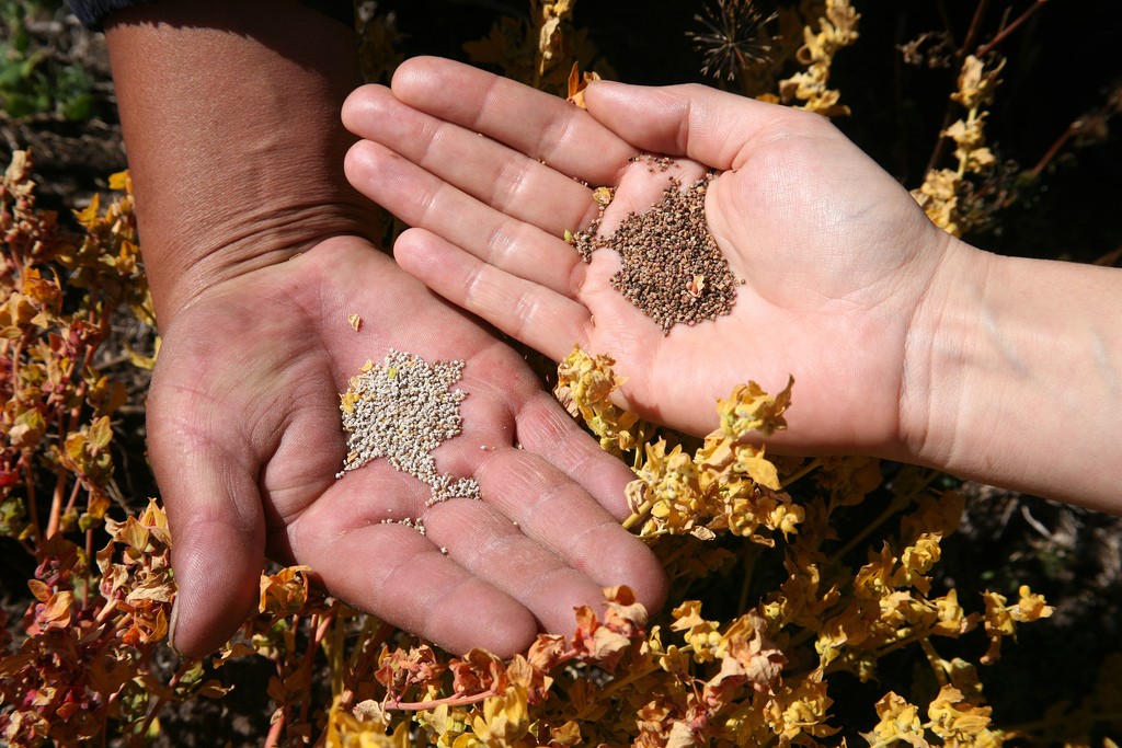 Quinoa é uma das sementes disponibilizadas pela iniciativa (Foto: Bioversity International/Flickr/Creative Commons)