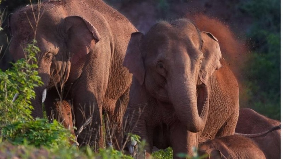 Uma manada de elefantes ameaçados de extinção na China que já percorreu 500 km deixou cientistas completamente pasmos — Foto: Reuters via BBC