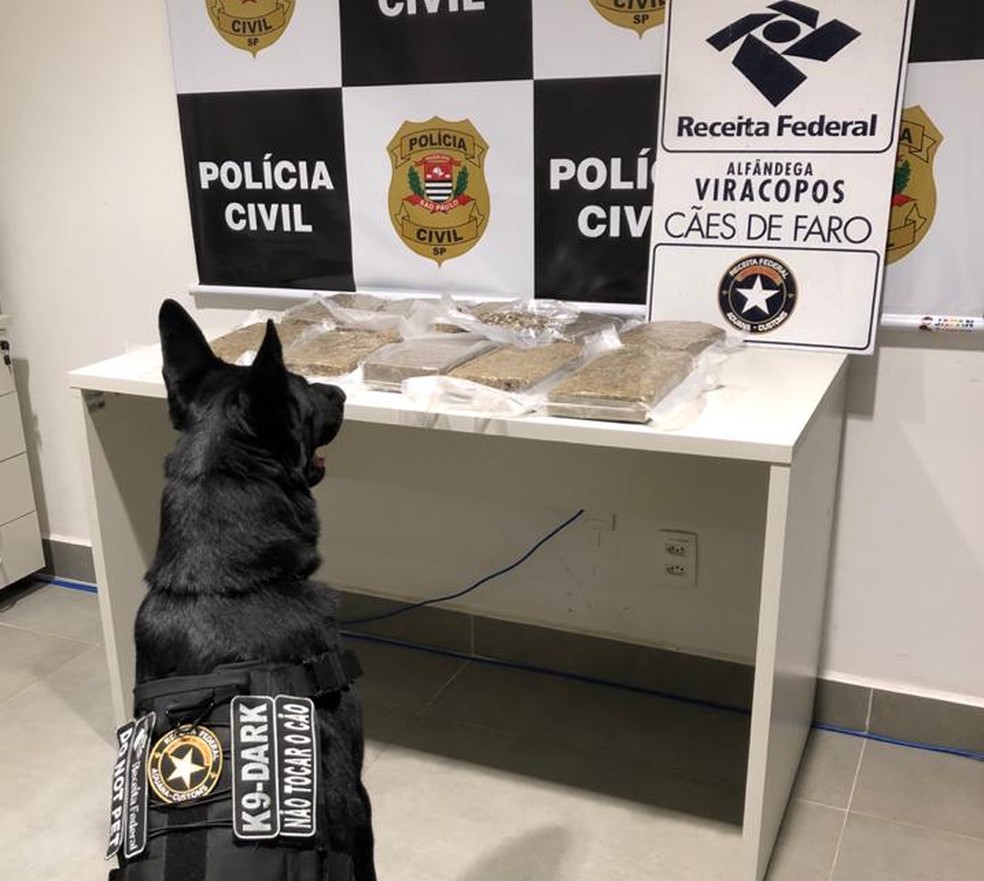 Cão de faro da Receita ajudou na apreensão de 10kg de supermaconha na bagagem de passageira em Viracopos, em Campinas (SP) — Foto: Receita Federal
