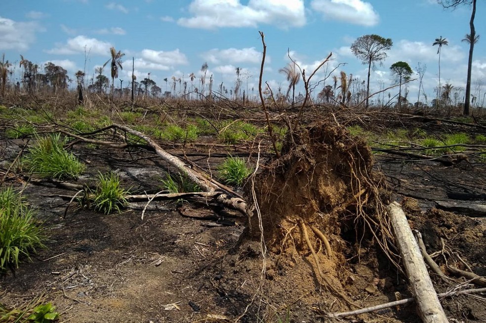 Operação descobriu aproximadamente 2.000 ha de área desmatada na Área de Proteção Ambiental Triunfo do Xingu, no Pará. — Foto: Ascom/Semas
