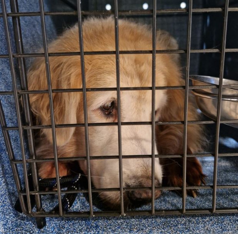 Romeu, um Golden de 10 anos, foi impedido de embarcar com o dono para o Brasil — Foto: Arquivo Pessoal