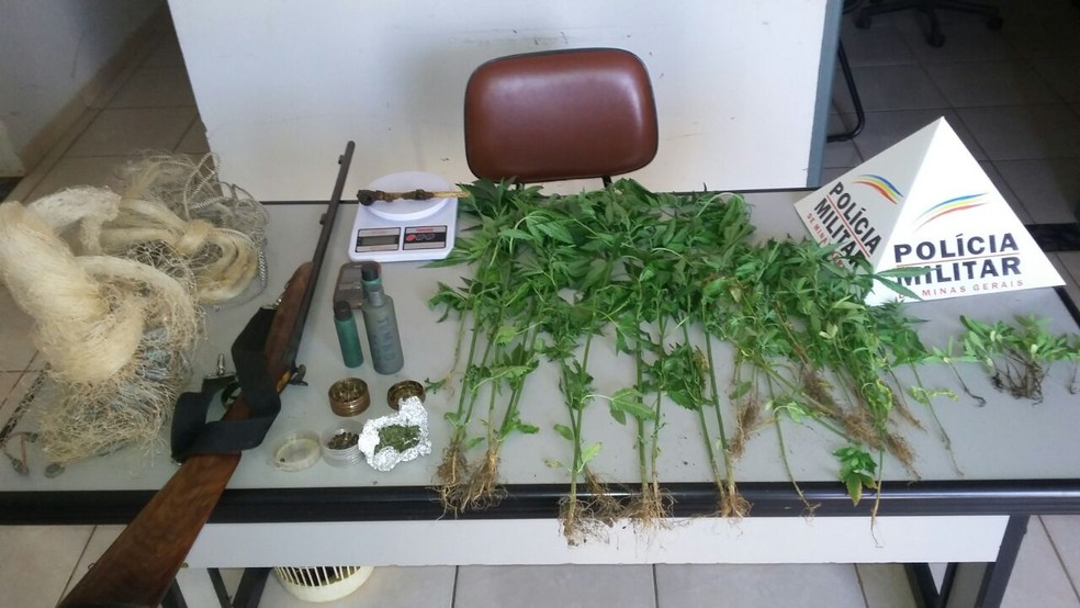 Pés de maconha foram apreendidos durante operação da polícia (Foto: Polícia Militar/Divulgação)