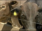 Pecuaristas de MS comemoram a valorização da arroba do boi