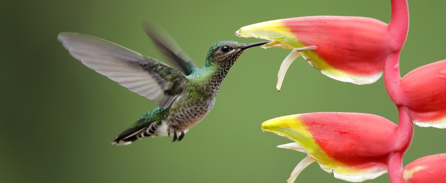 10 plantas que atraem pássaros para ter na varanda - Casa Vogue | Paisagismo